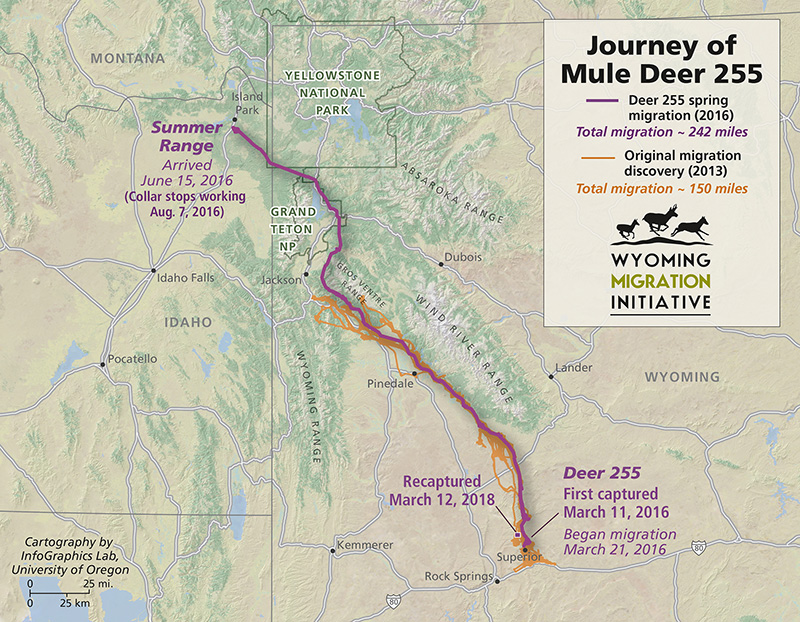 Mule Deer Doe’s Epic Migration, Reappearance Stun UW Researchers