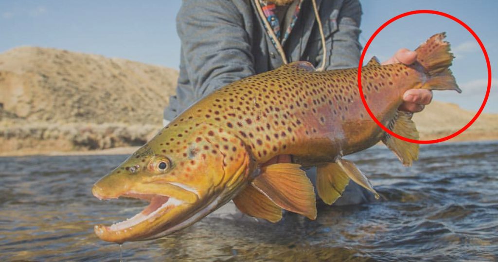 OPINION: Fly Fishing “Brand Ambassadors” + Social Media – What Might They Be Doing to Your Fishery?