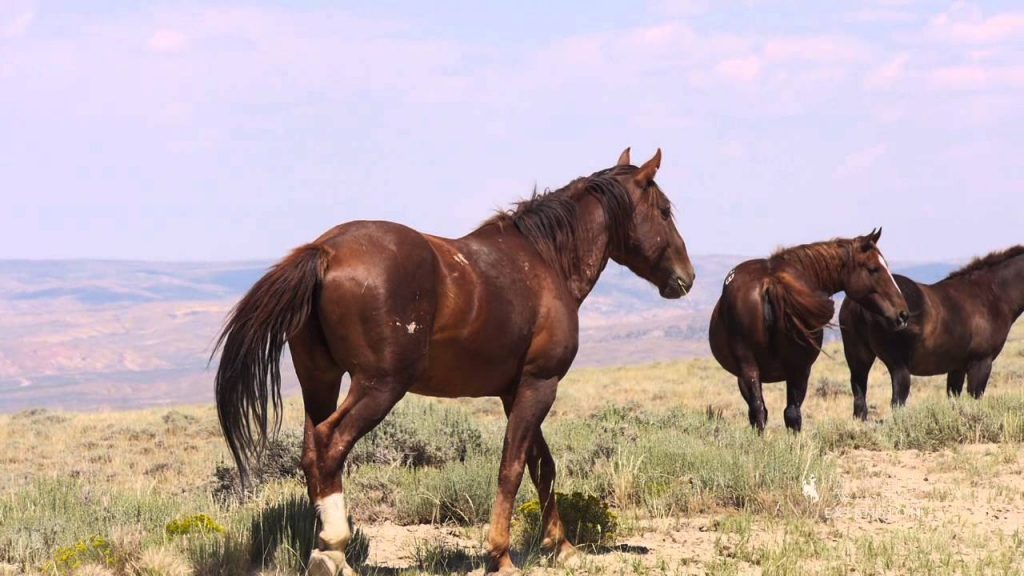 White Mountain Featured as Wild Horse Destination