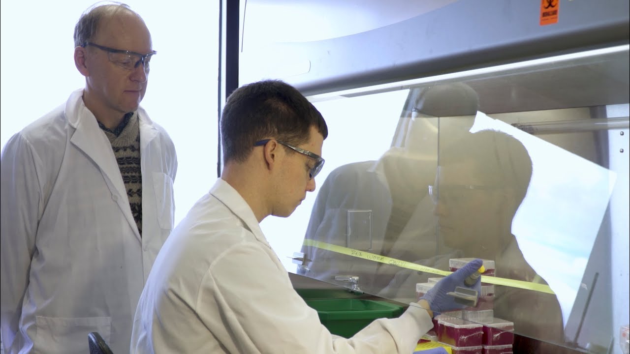 UW Scientists Find Excess Mitochondrial Iron, Huntington’s Disease Link