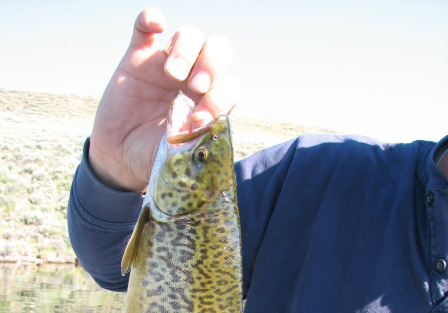 Grab Your Fishing Pole! Game and Fish Says Bridger Pond Has Good Fishing