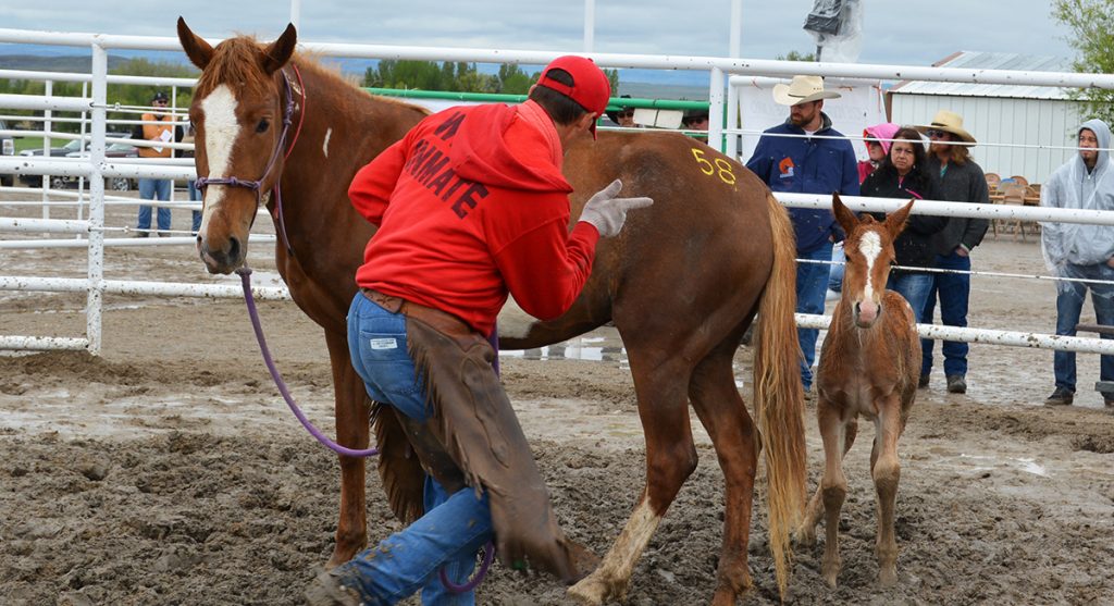 72 Wild Horses & Burros Placed at BLM Honor Farm 30-Year Anniversary Adoption