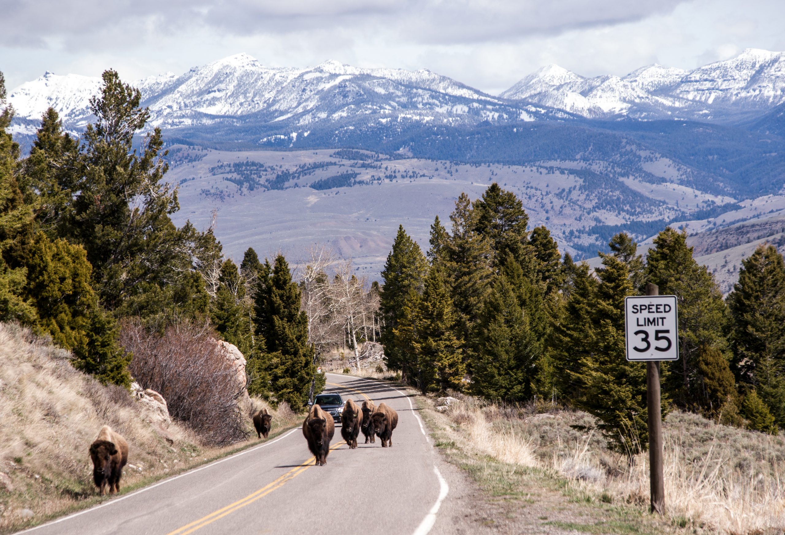 Bison Injures Visitor at Old Faithful in Yellowstone National Park