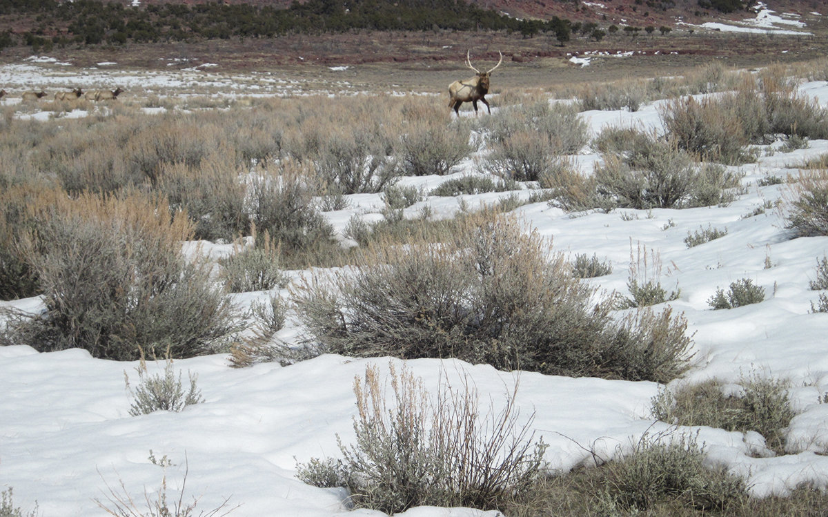 OPINION: Wally Johnson is Latest Victim of his own Ideology