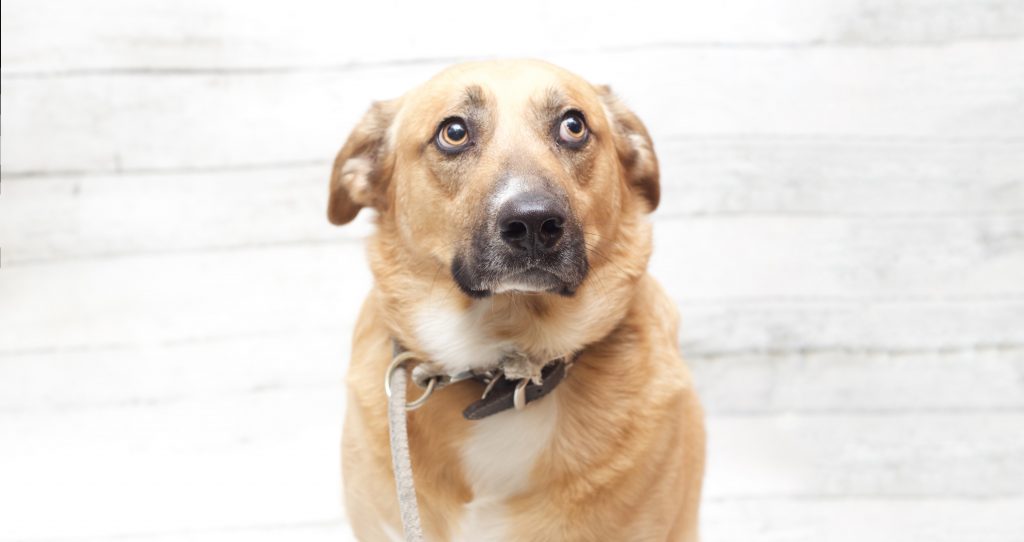 Adorable & Adoptable: Pets of the Week