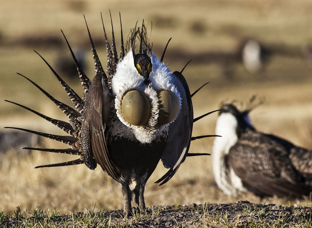 Wyomingites Asked to Report Dead Sage Grouse During West Nile Virus Season