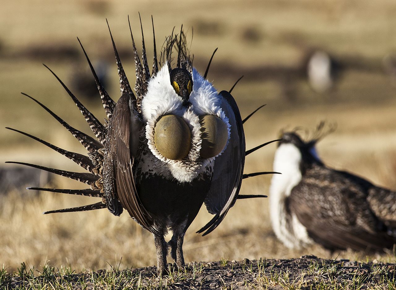 OPINION: Wyoming Outdoor Council Stands by Science-Based Plans to Protect Greater Sage-Grouse