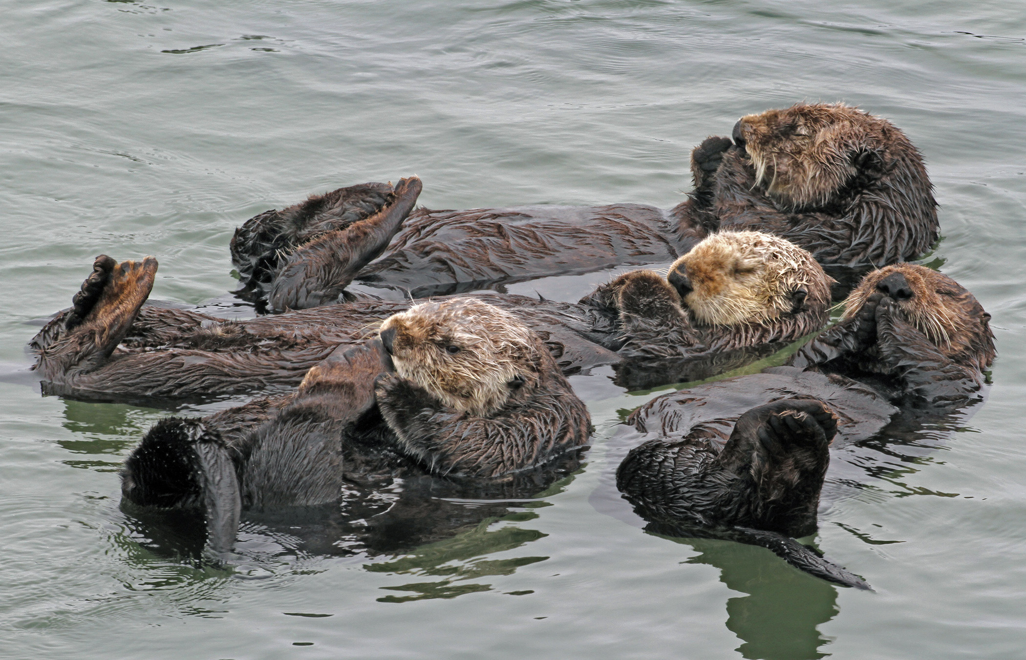 UW Researchers Study How to Improve Southern Sea Otters’ Chances of Survival