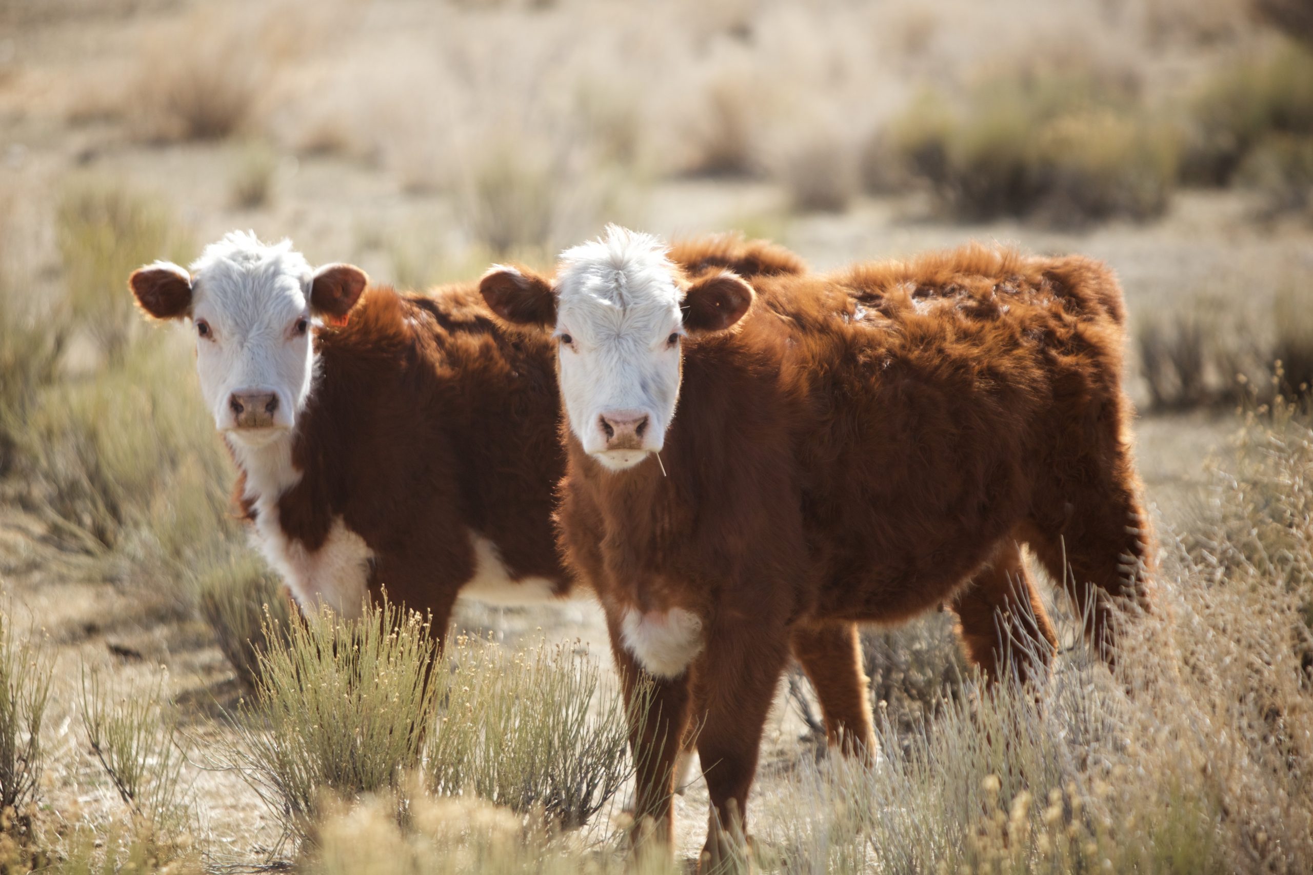 Business Council, Ag Industry Look to Add Value to Beef