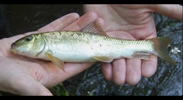 Pinedale Fisheries Plan to Rid Dollar Lake of Non-Native White Sucker