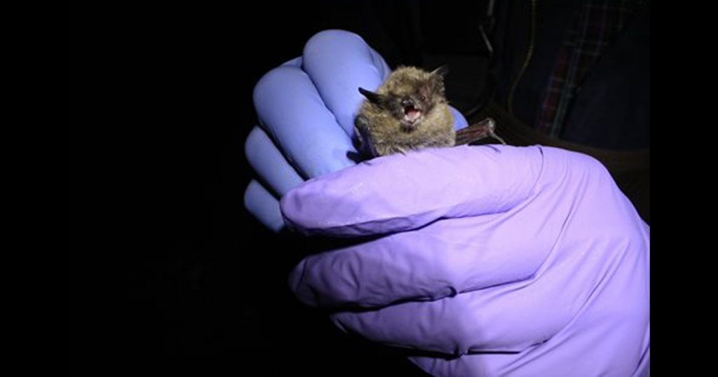 Fungus That Causes White-Nose Syndrome in Bats Detected in Wyoming for First Time