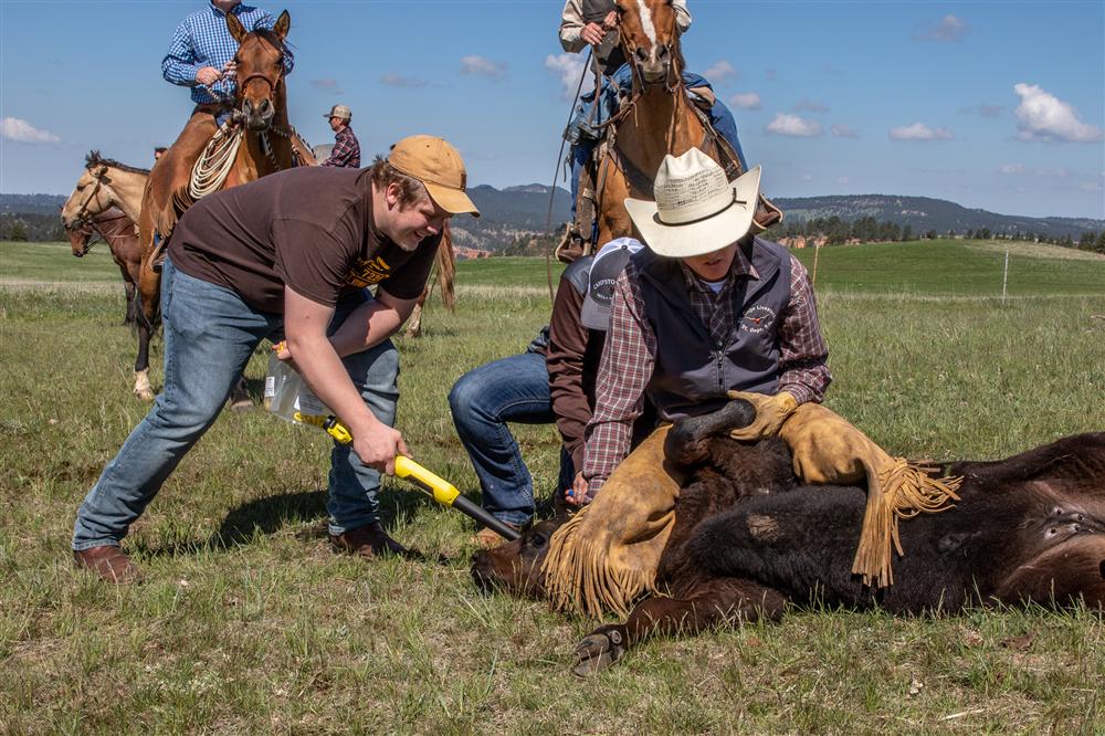 High Tech Meets Heritage: Blockchain Tech Adds Value to Wyoming Beef