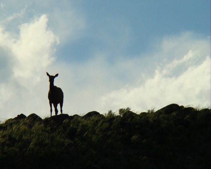 Yellowstone Employee Seriously Injured By Cow Elk
