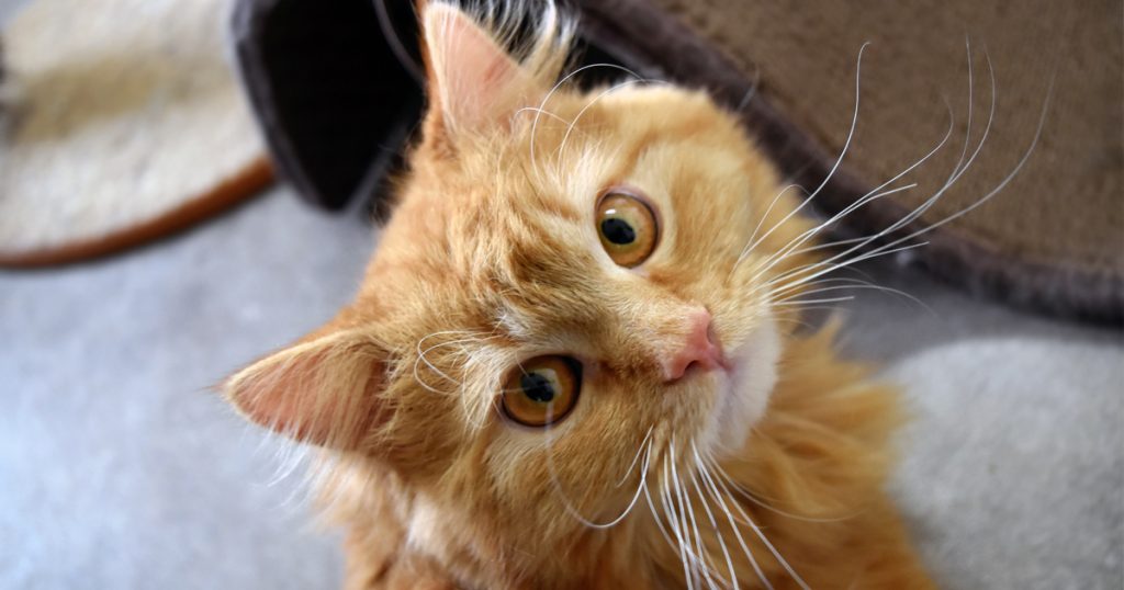 Adorable Adoptables: Shasta, Merlin & Stewart The Minion