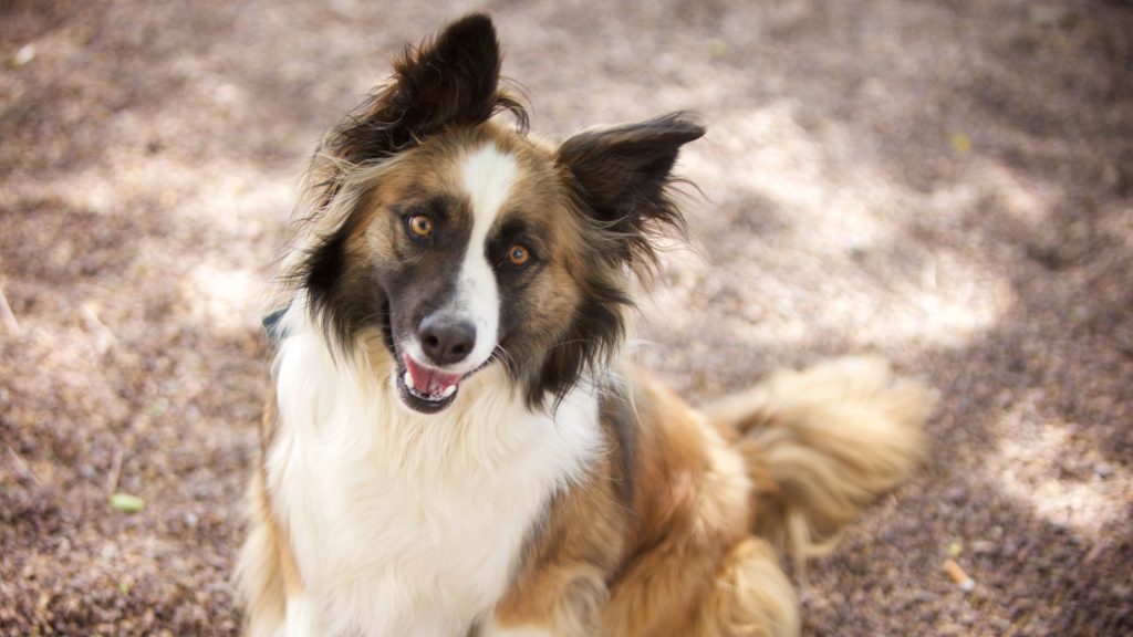 Adorable Adoptables: Silver, Willow, & Malibu