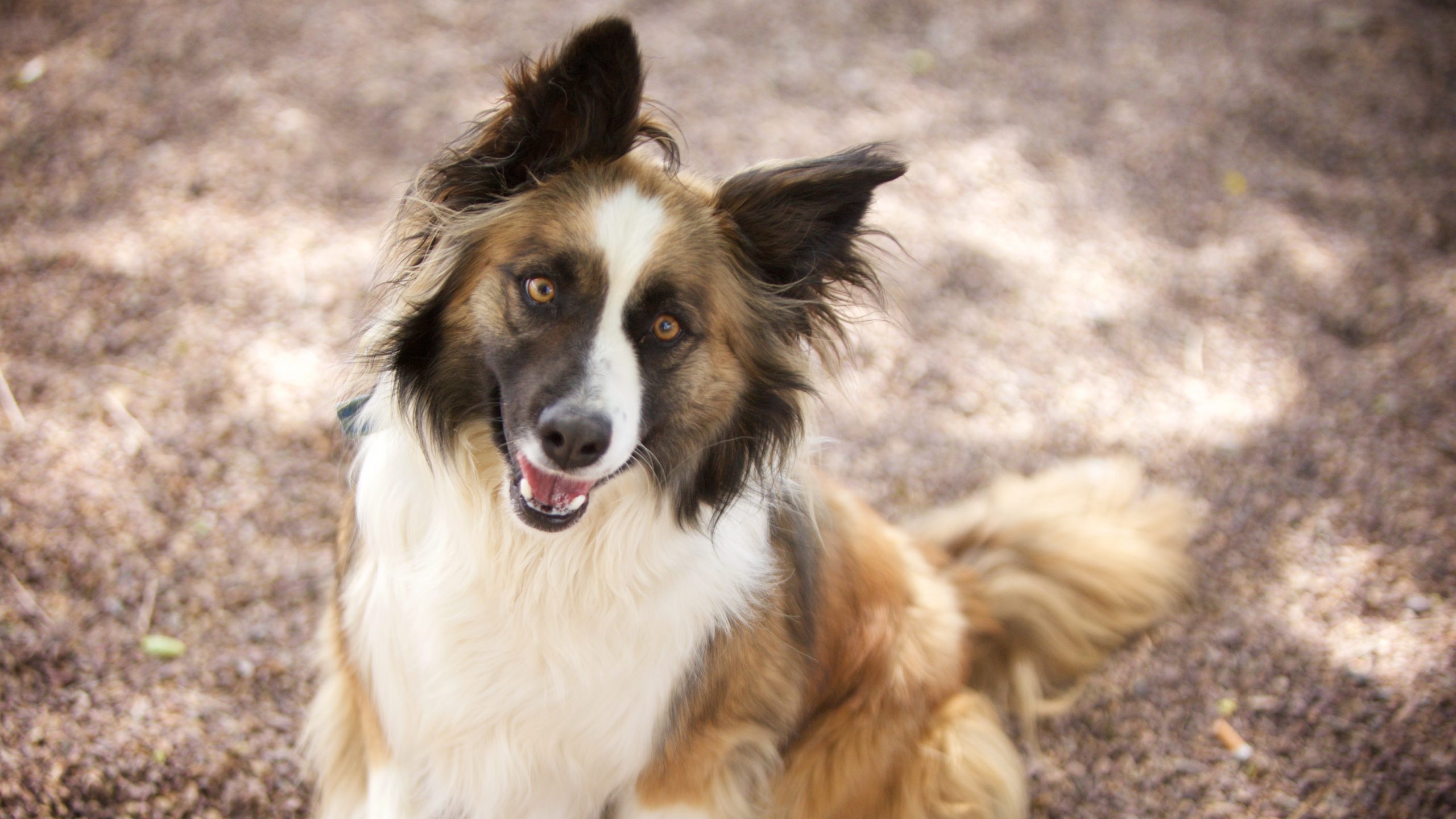 Adorable Adoptables: Silver, Willow, & Malibu