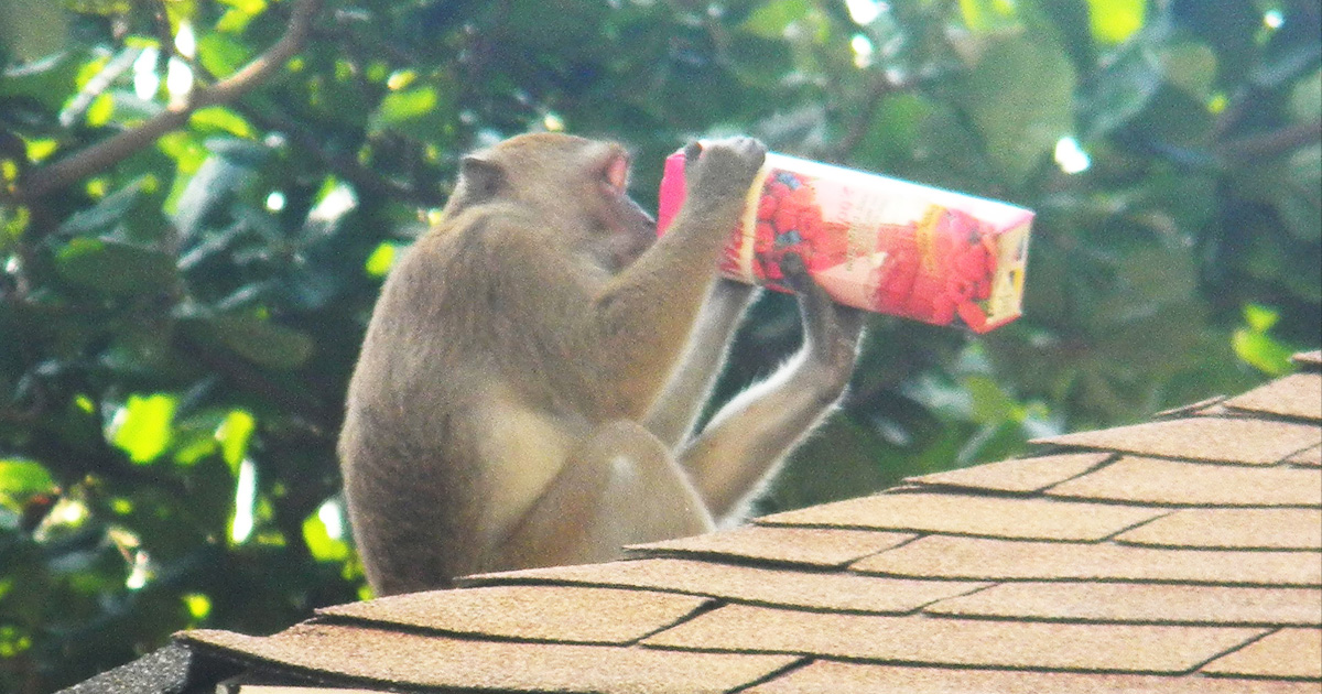 UW Researchers Explore Whether Smarter Animals Are Bigger Troublemakers