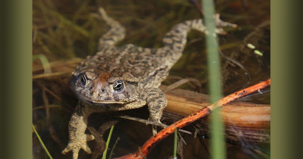 More Than 1,000 of North America’s Most Endangered Amphibian Released Into Wild