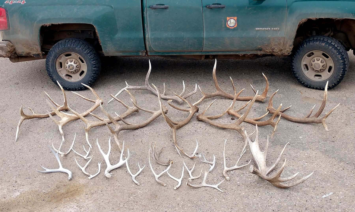 Sentence Reduction Denied in 3-County Wildlife Case