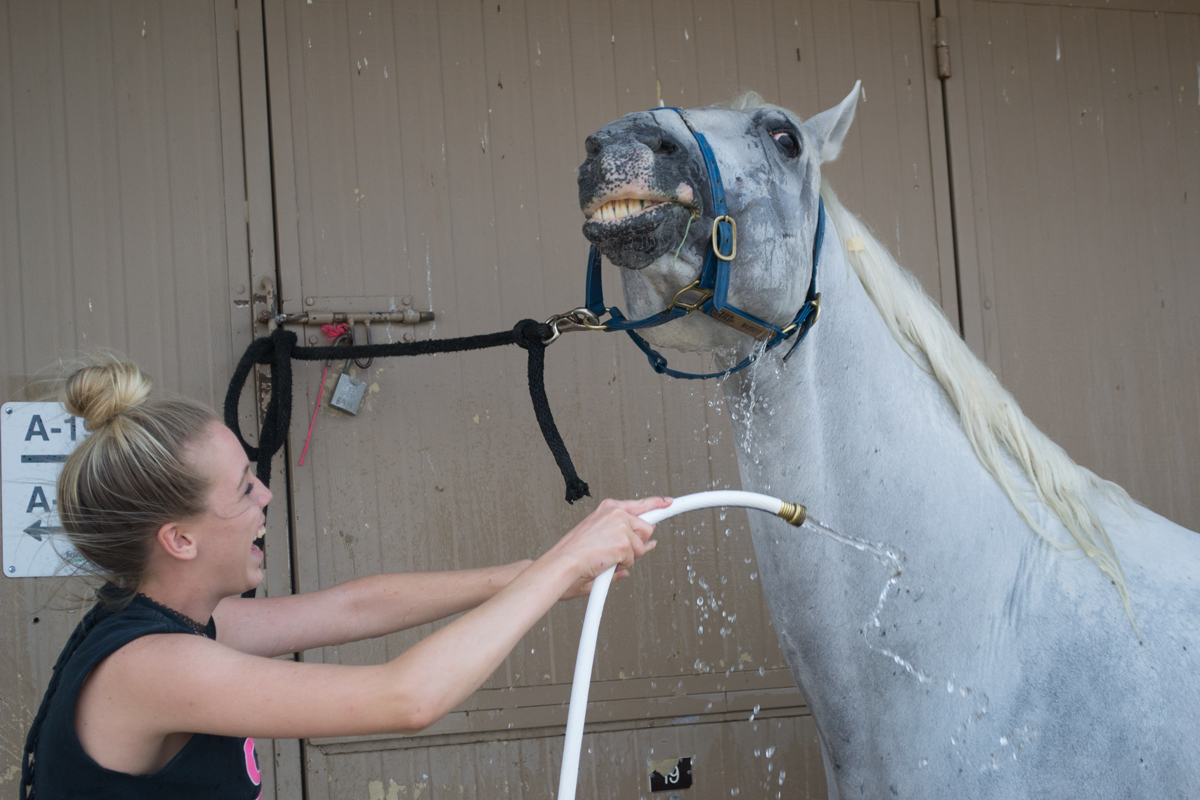 Gala of the Royal Horses Prepares for Show in Rock Springs [PHOTOS]