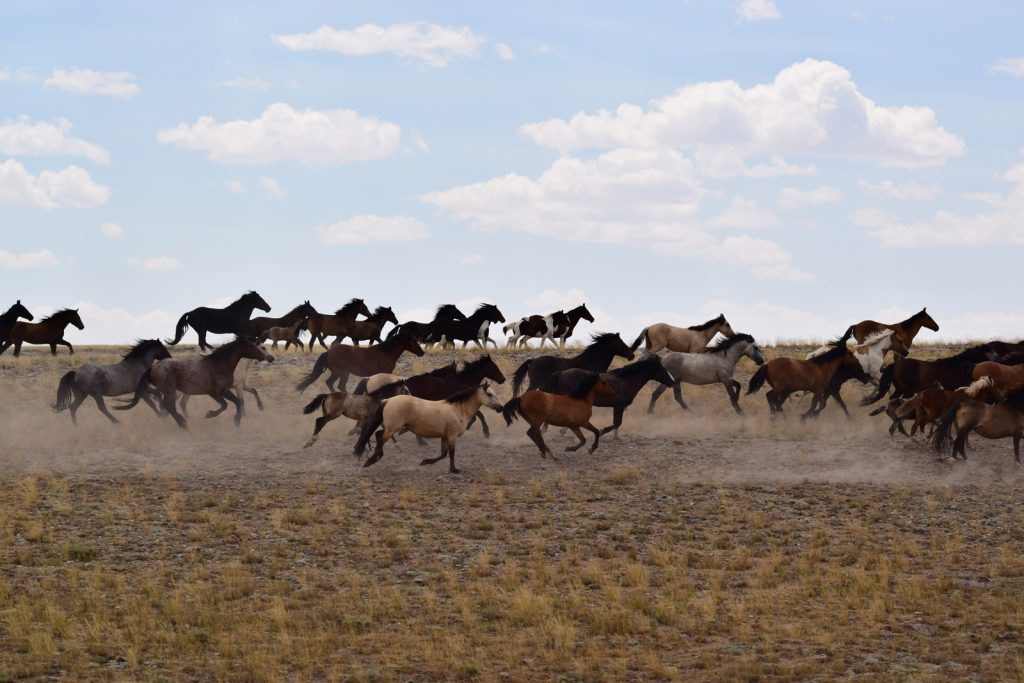 White Mountain Horse Gathering Prompts Protest