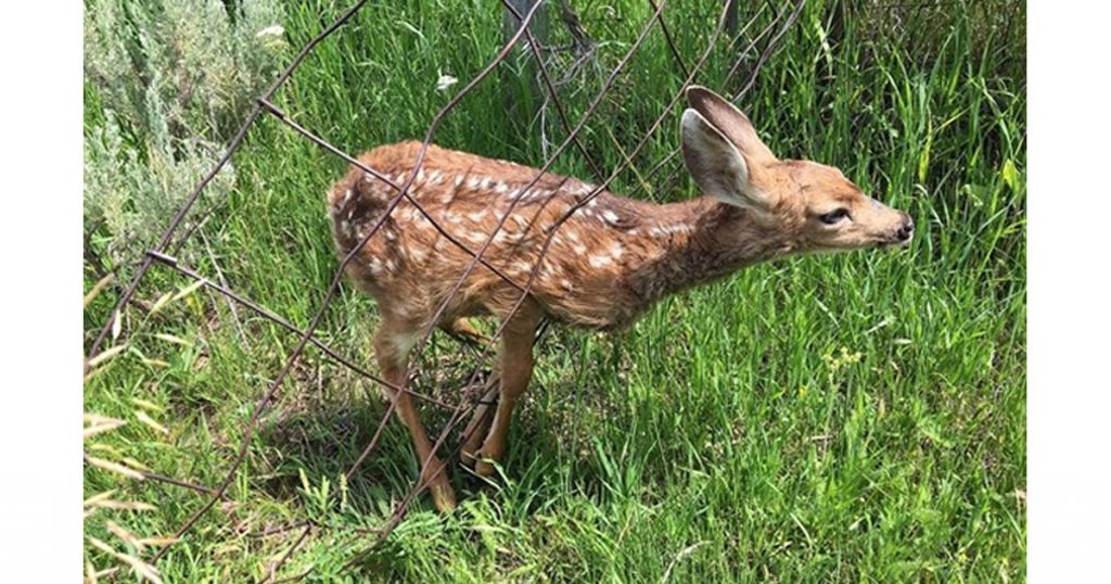 Game and Fish Rescues Fawn Snagged in Fencing
