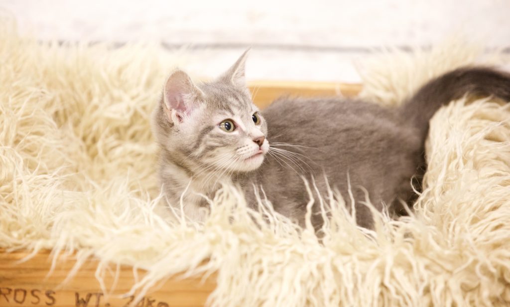 Adorable Adoptables: Snoopy, Pixie, & Chloe