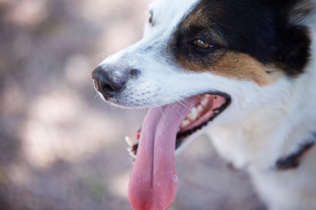 Adorable Adoptables: Hazel, Marley, and Dottie
