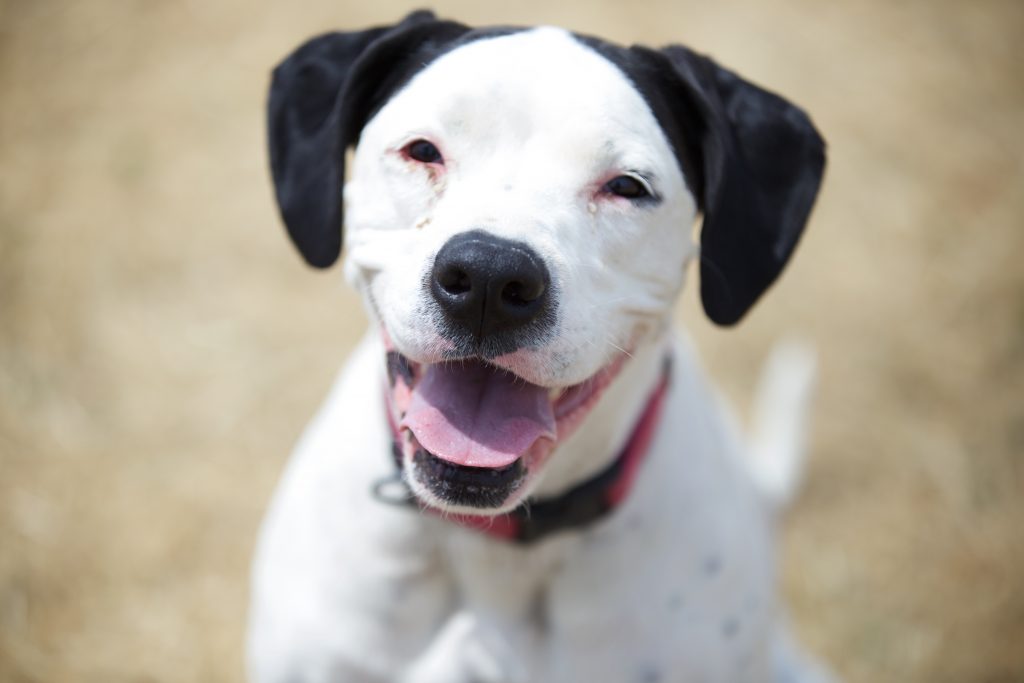 Adorable Adoptables: Nessie, Samson, and Chamonix