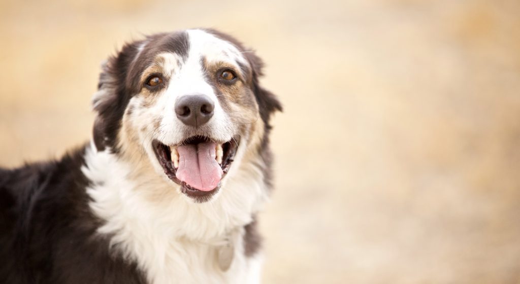 Adorable Adoptables: Lily, Tip, and Coco