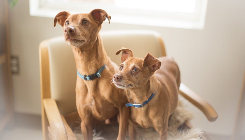 Adorable Adoptables: George & Mike, Buddy, and Buckets o’ Kittens