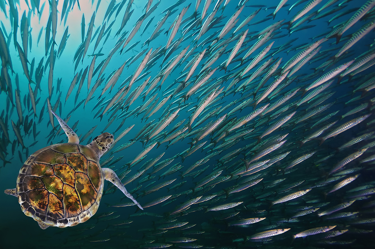 UW Works to Become Global Leader in Biodiversity Science