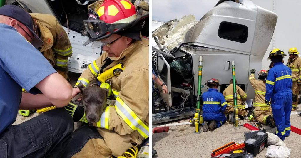 Dog Extricated From Two-Semi Crash Near Evanston [PHOTOS]