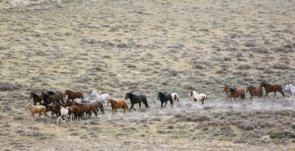 Wild Horse Roundup Yields Nearly 1,500 Animals