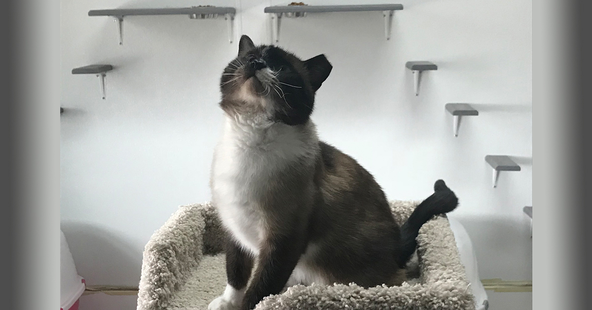 The Cats are Alright