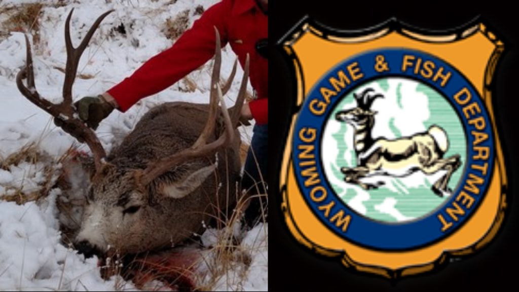 South Dakota residents plead guilty in 2017 Wyoming poaching case