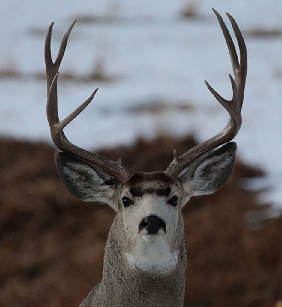 What You Can Expect From The Fall Hunting Forecast