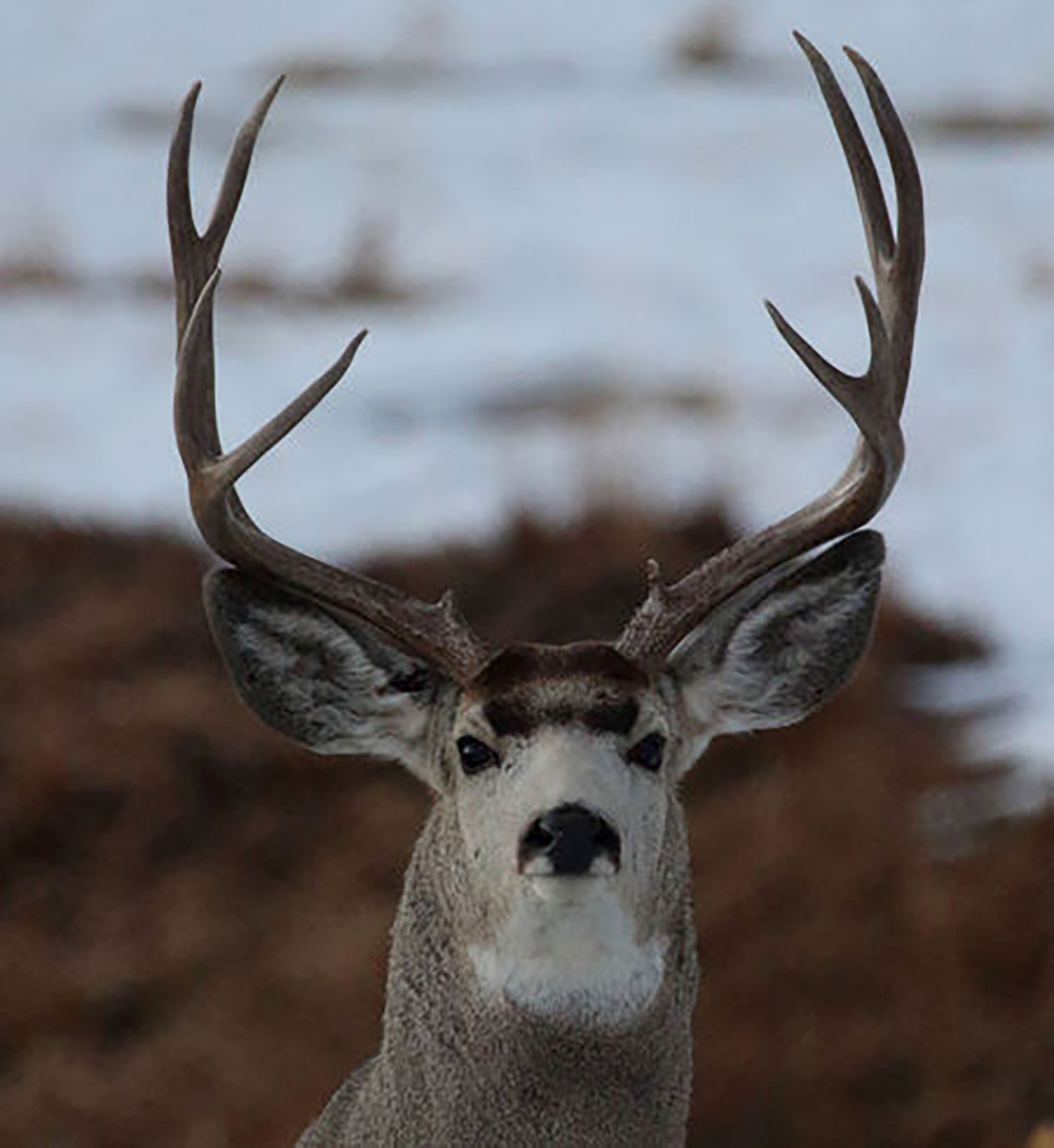 What You Can Expect From The Fall Hunting Forecast