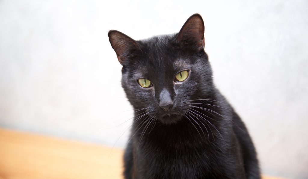 Adorable Adoptables: Poncho, Annie, & Midnight