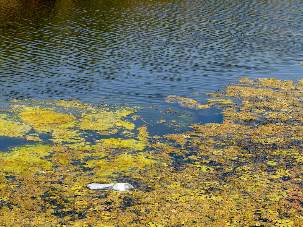 Algae Blooms Seen in Big Sandy and Eden Reservoirs