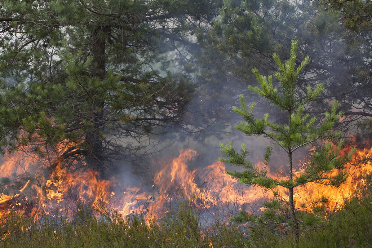 Kemmerer Ranger District Plans Prescribed Burn