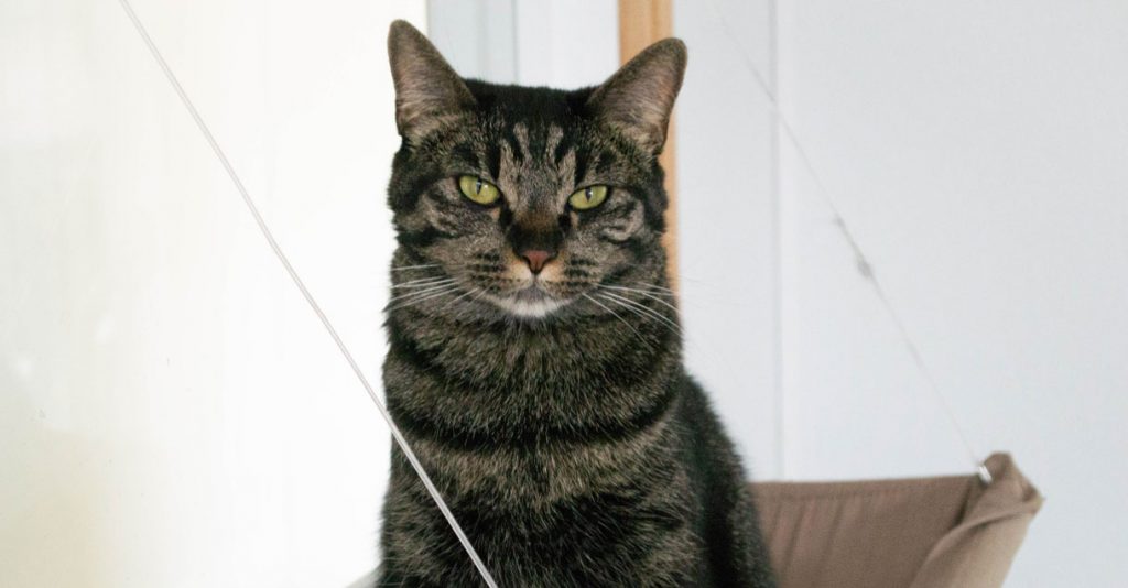 Adorable Adoptables: Ollie, Shadow, & Link