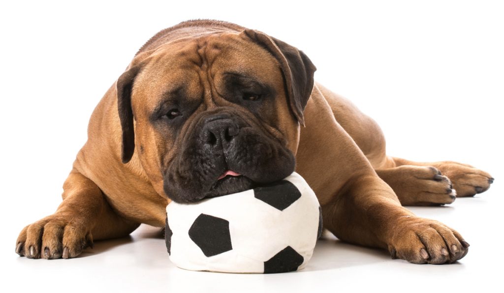 Cowgirl Soccer to Host Pups on the Pitch