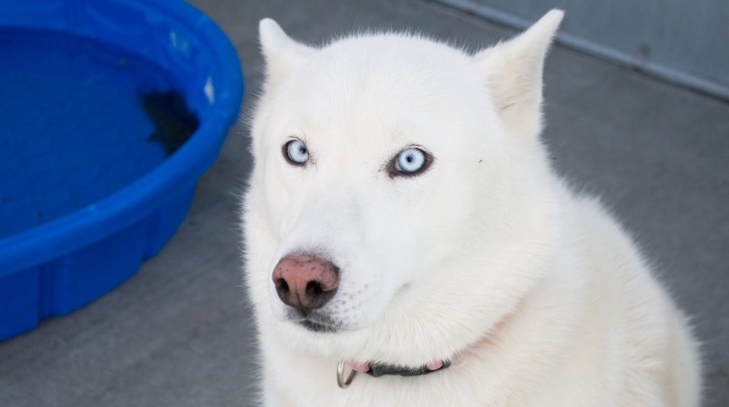 Adorable Adoptables: Ginger, Scarlett, & Kila