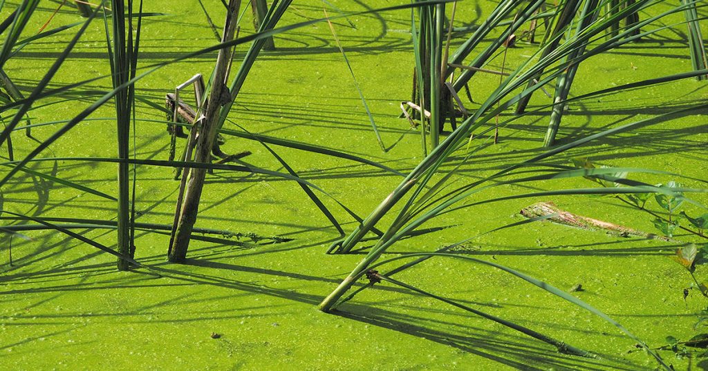 Algae blooms seen in the Flaming Gorge at the Fire Hole Canyon Swim Beach