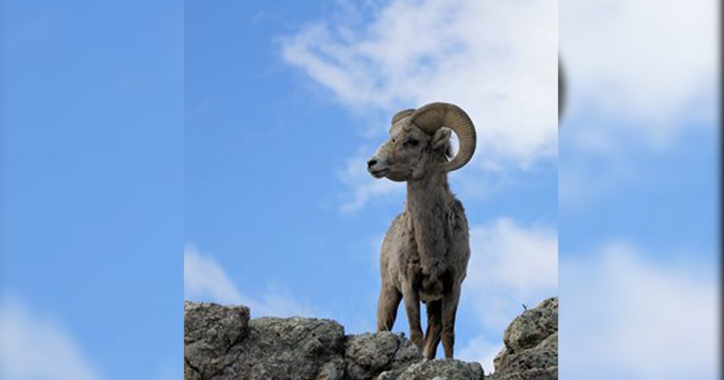 Halloween Deadline Set To Purchase Hunting Preference Points