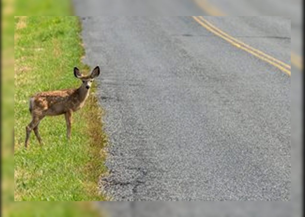 Wyoming Agencies Working Together to Reduce Wildlife Collisions