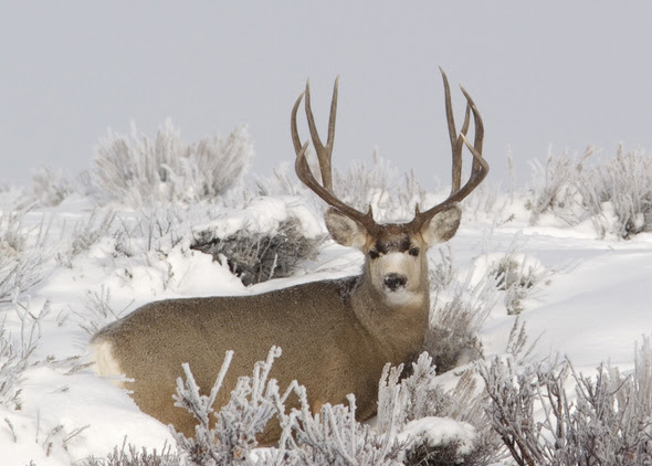 Hunters: Transport and Dispose of Carcasses Properly