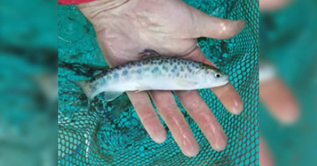 Anglers Take Note: Dollar Lake Gets New Fish!