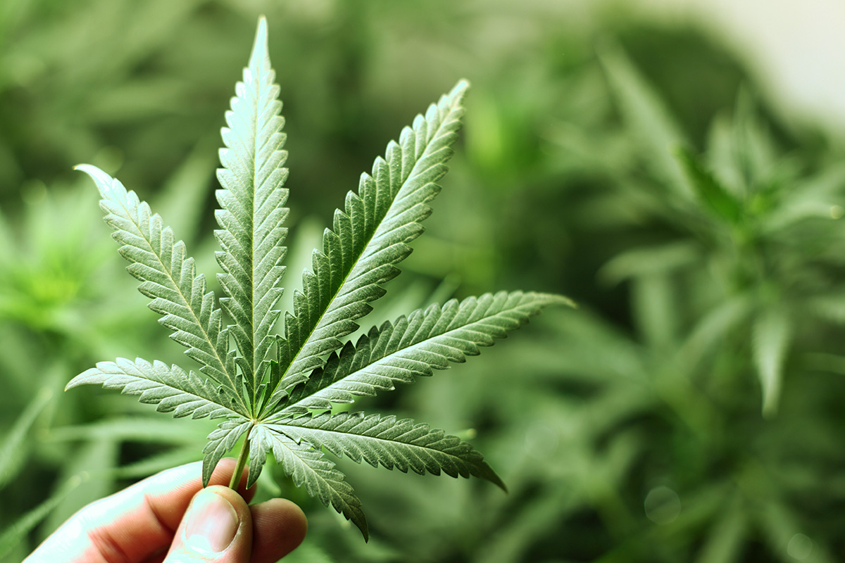 UW Survey Finds Increasing Support for Personal Marijuana Use